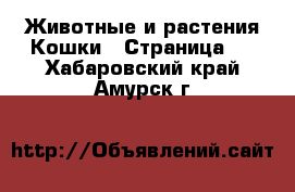 Животные и растения Кошки - Страница 5 . Хабаровский край,Амурск г.